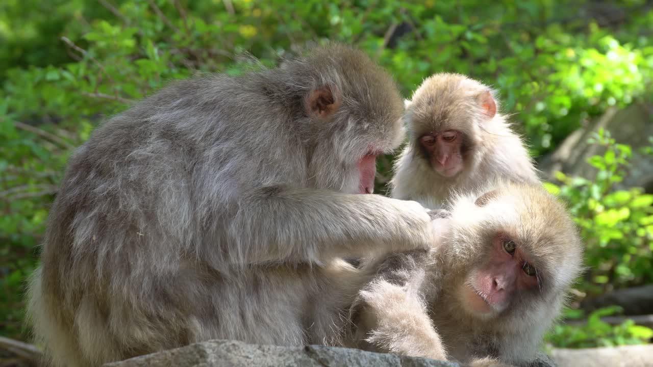 familia japonesa de monos de nieve en las montañas de nagano, cuida su pelaje bajo el sol de mayo