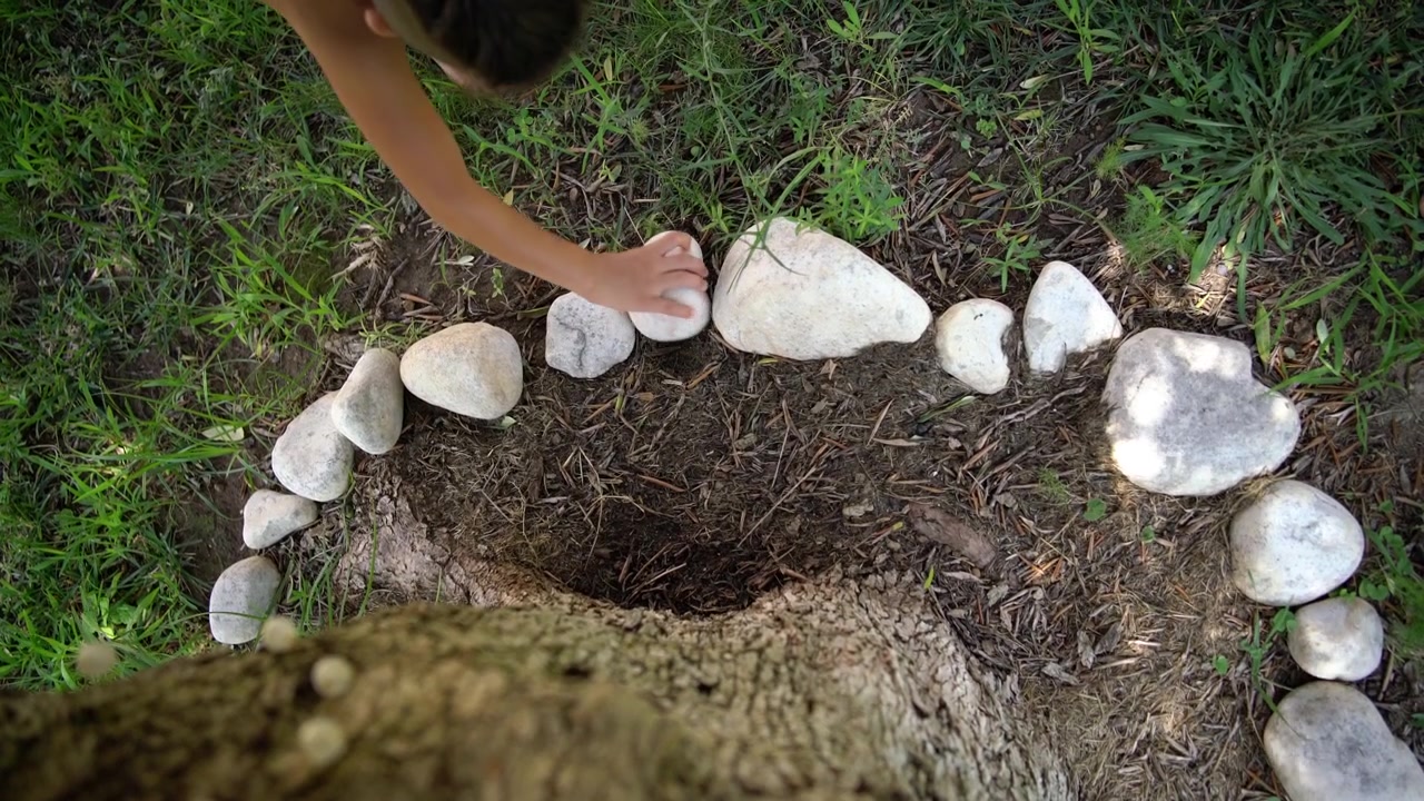 A child's hand places a stone to complete a ring of pebbles encircling the base of an old olive tree