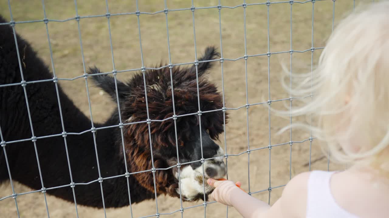 Static close-up shot showing a young blonde child hand-feeding carrot to an adult dark-brown alpaca (Vicugna pacos) through farm fence, gentle animal-human interaction outdoors in rural countryside