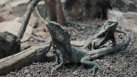 Pair-Of-Indo-Chinese-Forest-Lizards-On-The-Ground-In-The-Wilderness