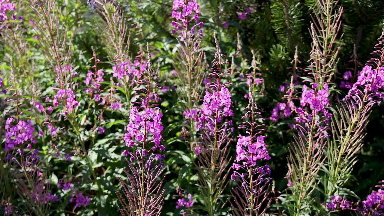 flores rosadas que florecen en el verde exuberante