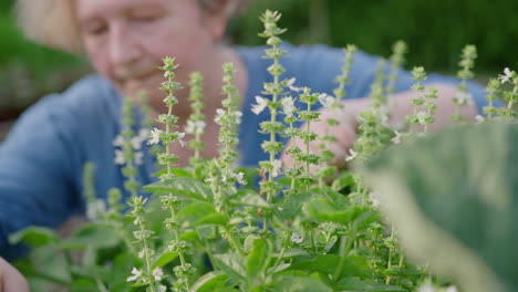 green plants with flowers in garden being tended by lady, close-up