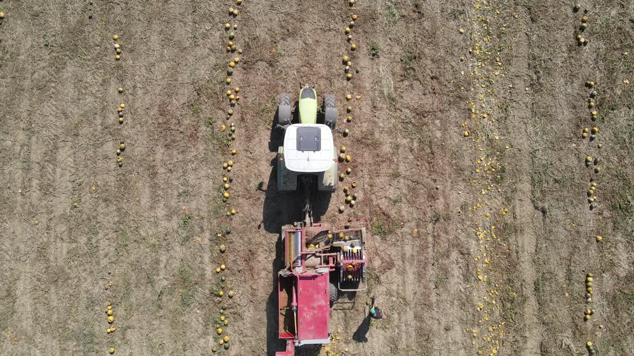 cosecha de calabaza desde arriba con vista aérea del tractor en funcionamiento