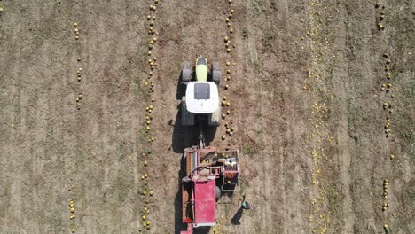 Pumpkin-Harvesting-from-Above-with-Aerial-View-of-Tractor-in-Operation