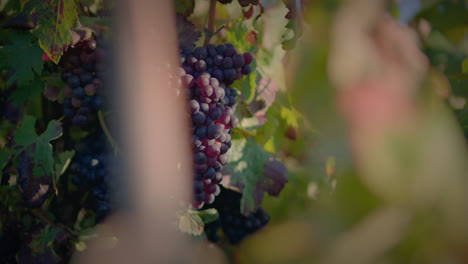 Grupo-De-Viñedos-De-Racimos-De-Uvas-Rojas-Al-Hermoso-Atardecer-En-Cámara-Lenta