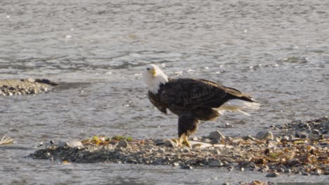 bald eagle on rocky river bank tears off chunks of salmon with sharp beak