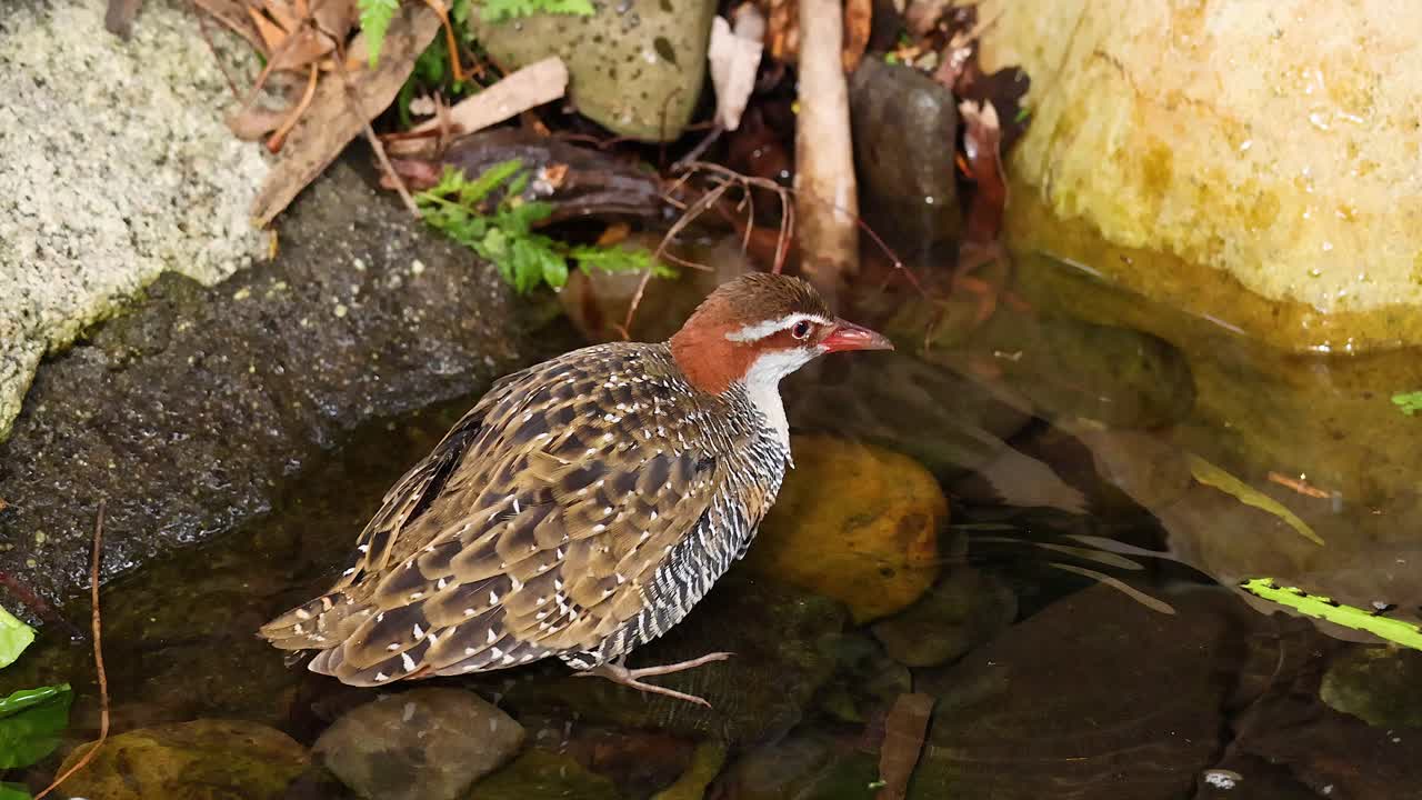 pájaro explorando el área del estanque en el museo de melbourne
