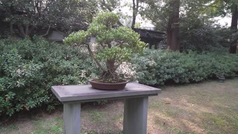 gimble shot of an herb sitting on top of a table in a herb garden in china.