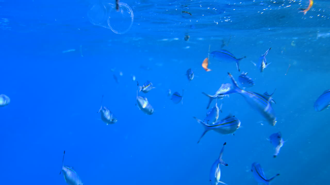 A school of Caesio fish swimming in the red sea