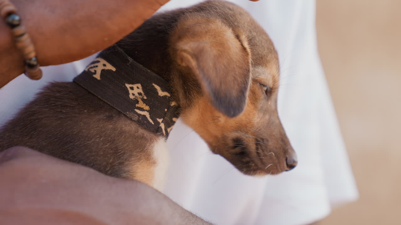 Man cuddles puppy. holding dog outside. Urban man gently embraces small dog. City scene with man and puppy in warm sunlight. Man in city tenderly holds his dog with patterned collar