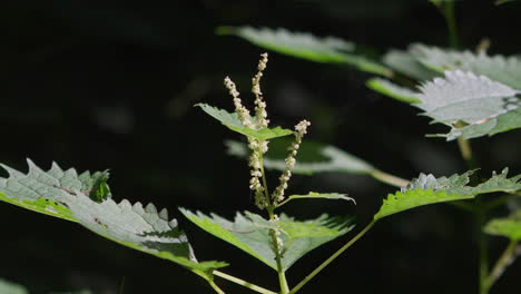 Ausbrüche-Rauchartiger-Pollen-Werden-Von-Perilla-Frutescens-Durch-Den-Wind-Verbreitet,-Eines-Der-Natürlichen-Und-Grundlegenden-Mittel-Der-Pollenverbreitung