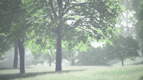 Lush green foliage swaying gently in the morning sunlight at a serene park