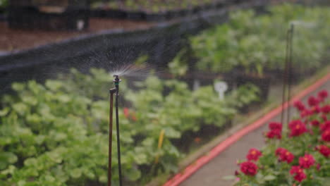 Pulverización-De-Agua-Sobre-Plantas-En-Invernadero