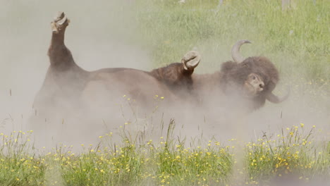 Wallowing-European-bison-takes-dust-bath-in-meadow-to-remove-vermin-and-shed-fur