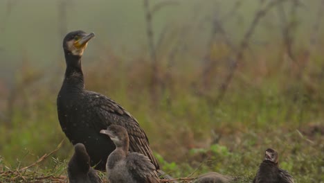 closeup of great cormorant with little cormorant resting in morning in wetland area