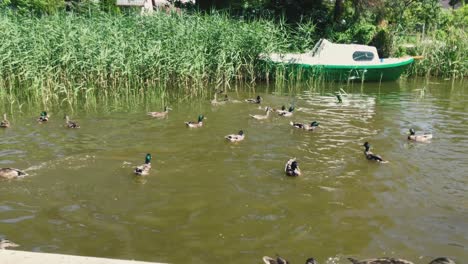 ducks are swimming in the canal