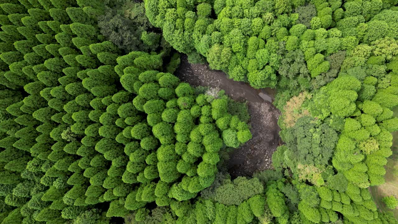 Drone flying over lush green forest. Top down birds eye view