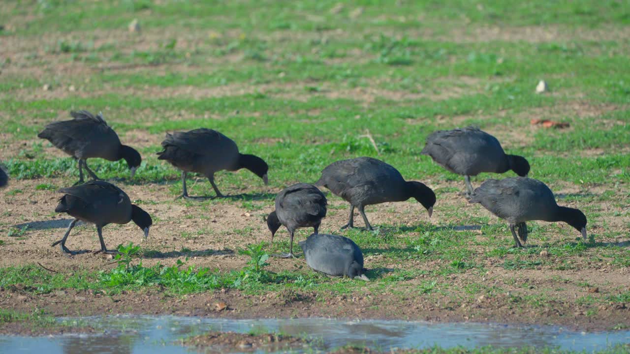 Eating grass on a riverbank