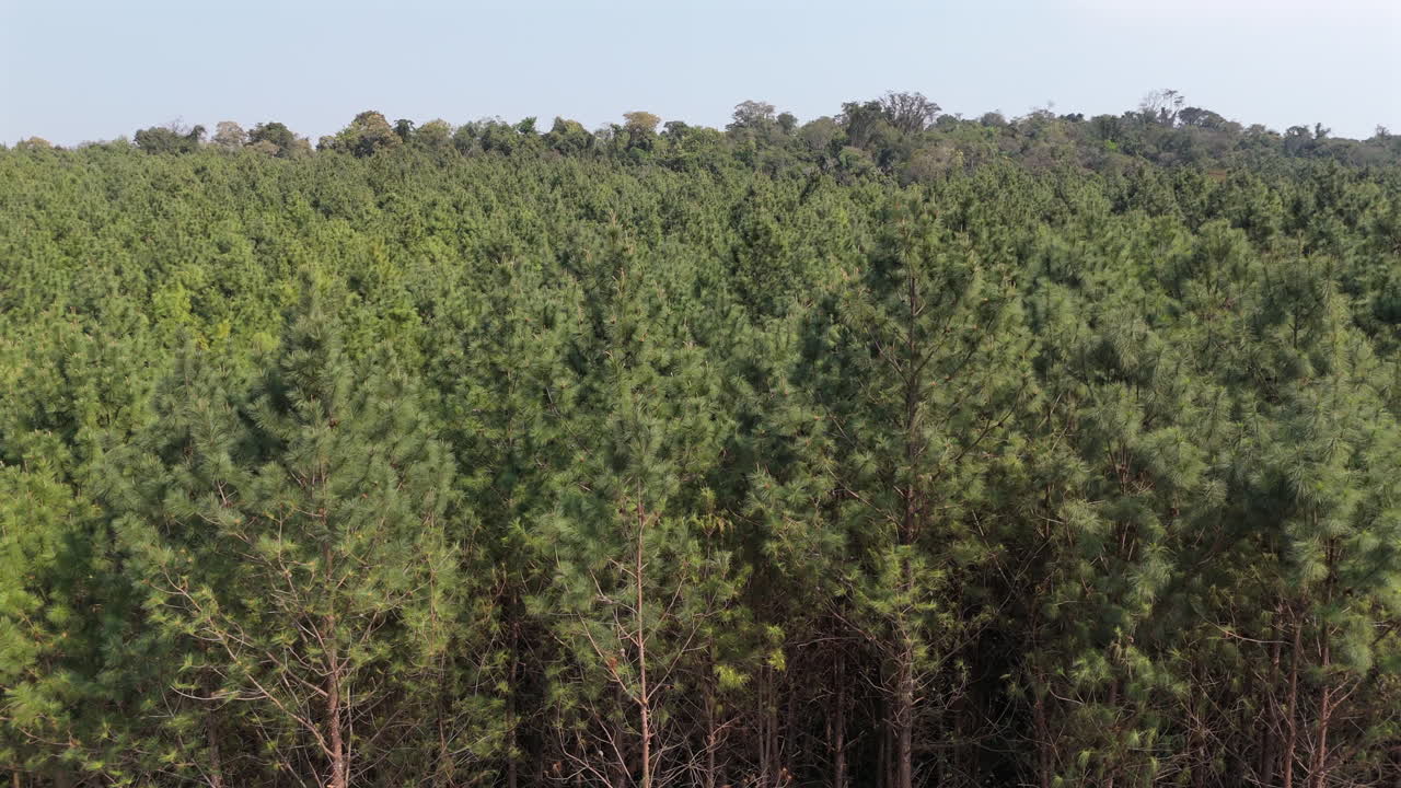 Expansive aerial view of a dense pine plantations area with rolling hills under a hazy blue sky.