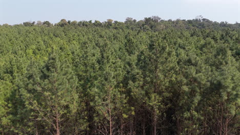 expansive aerial view of a dense pine plantations area with rolling hills under a hazy blue sky.