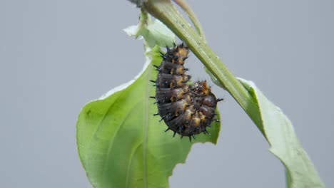 blue pansy caterpillar ready going into cocoon, pupa or chrysalis