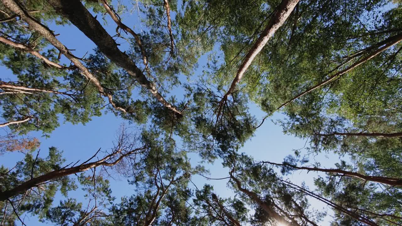 Low-angle view of tall trees with green leaves reaching toward the sky, set against a clear blue background. Ideal for nature, forest, and outdoor themes.