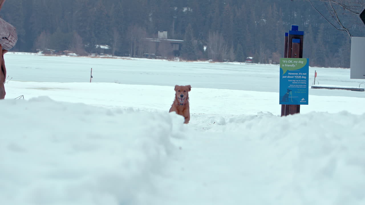 골든 레트리버가 눈  ⁇ 인 겨울 공원에서 카메라를 향해 뛰어다니고 있습니다.