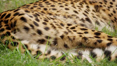 closeup pan along tail of southeast african cheetah sleeping in grass