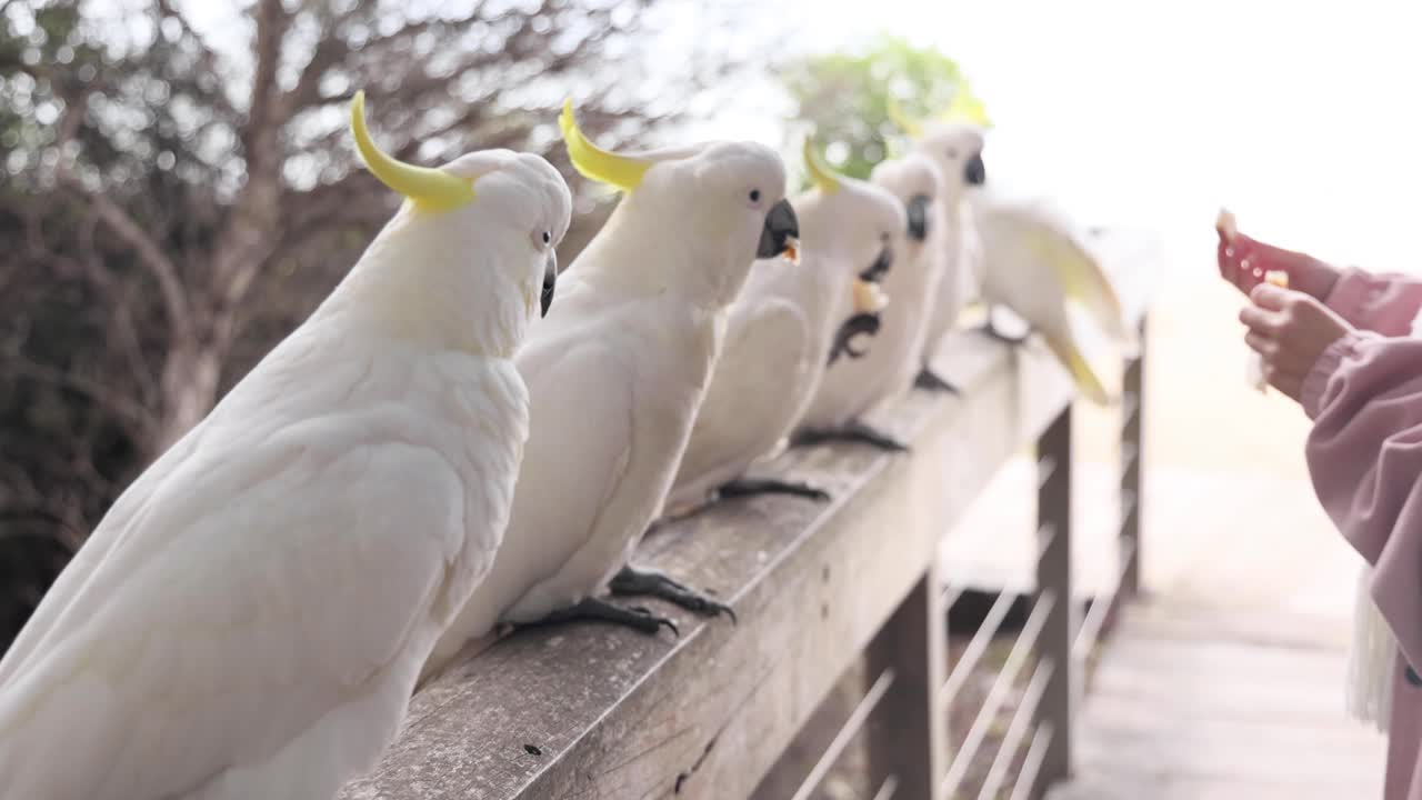 persona alimentando a las cacatúas en una barandilla de madera