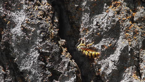 macro: lone yellowjacket wasp feeds on lichen on bark of old tree