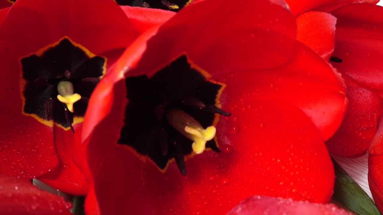 Riprese di tulipani in primo piano.