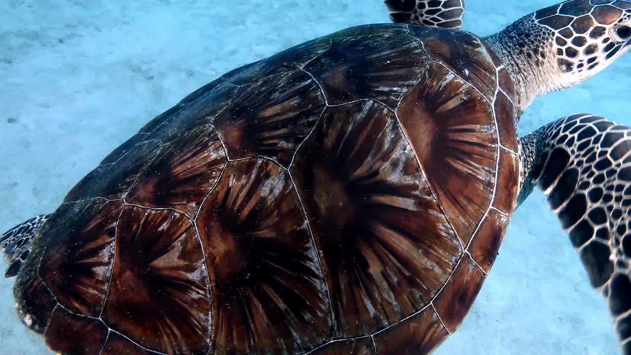 Underwater footage of the Hawksbill sea turtle , gracefully swimming in the waters surrounding Mauritius Island, showcasing the delicate harmony of marine life