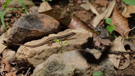 panning briefly from top to bottom on a common sun skink, eutropis multifasciata that is lying on a small rock as insects are flying around it in a national park in thailand.