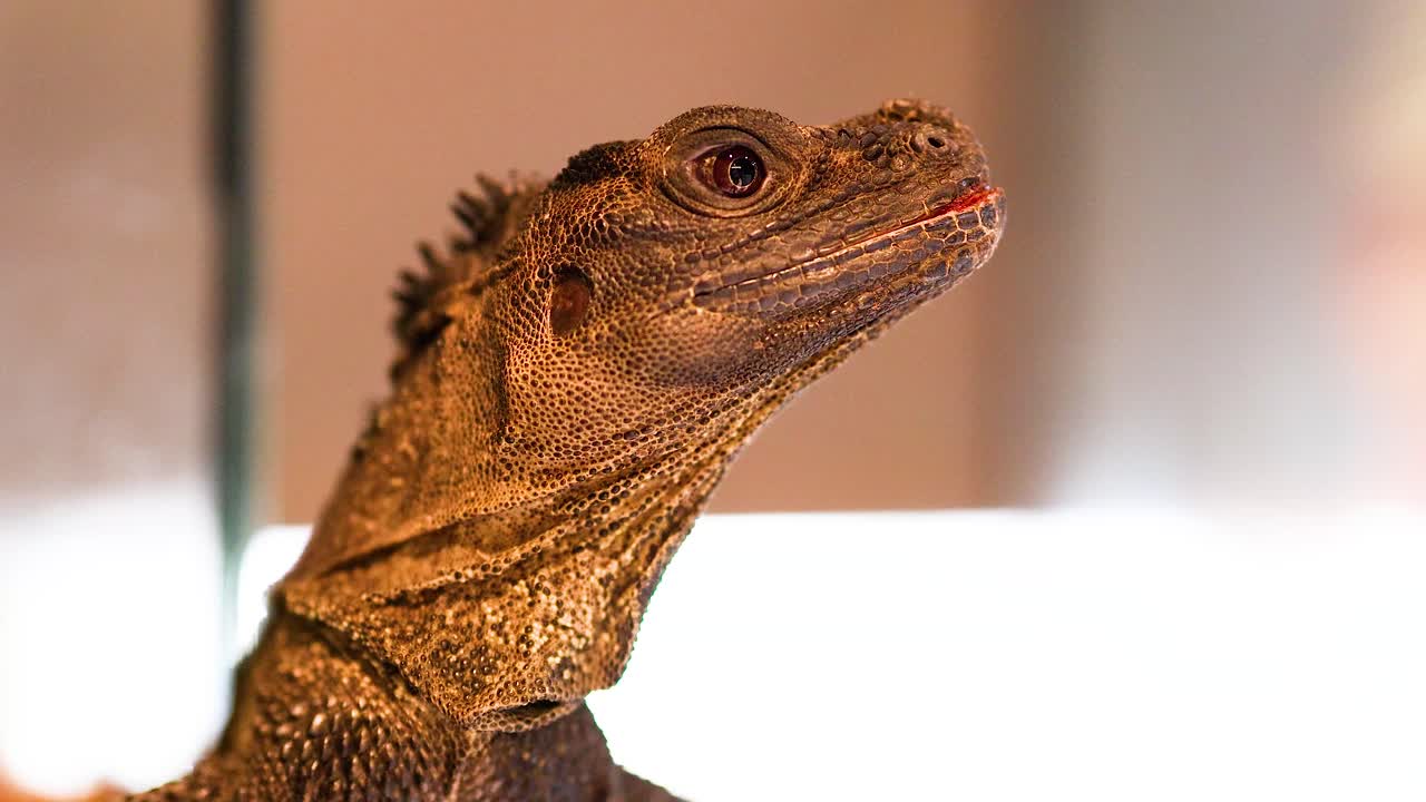 A Philippine sailfin lizard is observed in a controlled environment, showcasing its unique features under soft lighting
