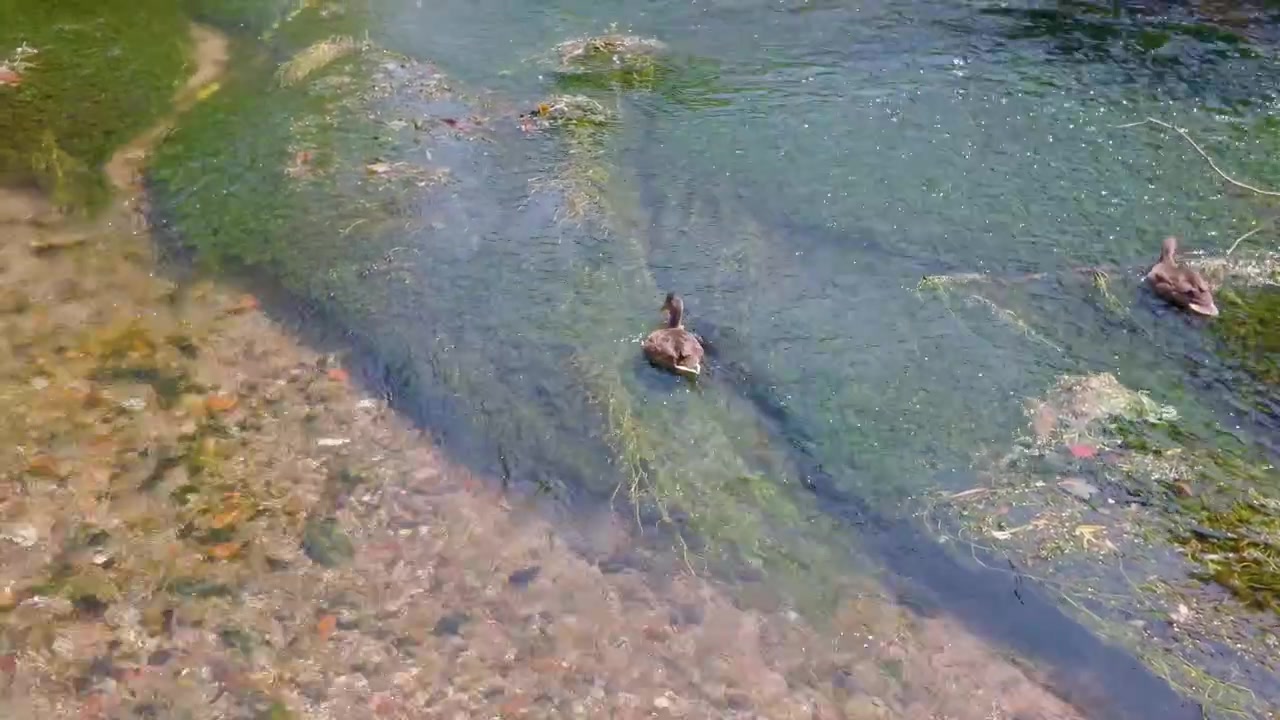 Tracking shot of a duck swimming through fast, shallow water, occasionally dipping its head under to feed. Location not specified.