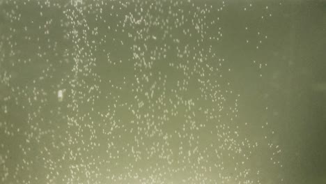 rising bubbles in a glass of sparkling drink