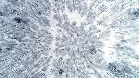 toma aérea en movimiento hacia atrás sobre una sección del bosque de coníferas de invierno después de una nevada blanca durante el día