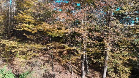 Camera-slide-along-some-trees-in-beautiful-fall-colors-with-leaves-falling-down-and-flying-in-the-wind