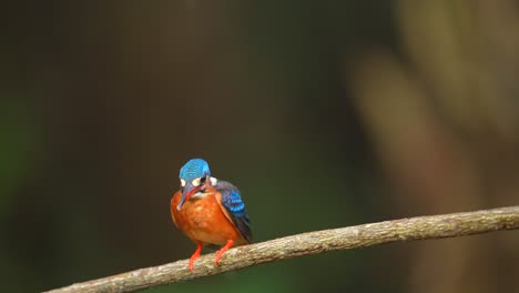 Ein-Kleiner-Vogel-Namens-Blauohr-Eisvogel-Hatte-Es-Auf-Fische-Abgesehen,-Konnte-Sie-Aber-Nicht-Fangen