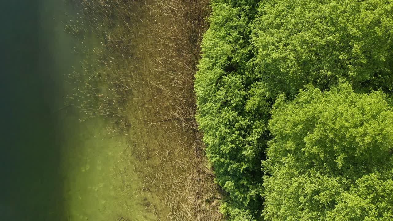 ascendiendo en la orilla de un lago con vegetación en un parque forestal cerca de warmia, polonia