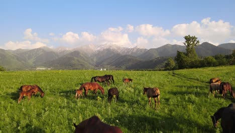 horses in a green field on a snowy mountain background