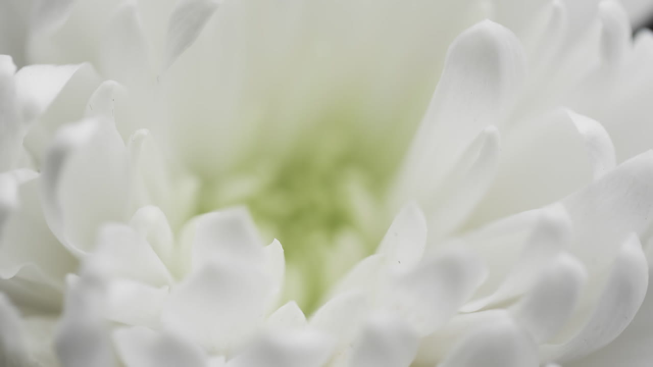 회색 배경에 복사 공간을 가진  ⁇  꽃의 클로즈업의 마이크로 비디오