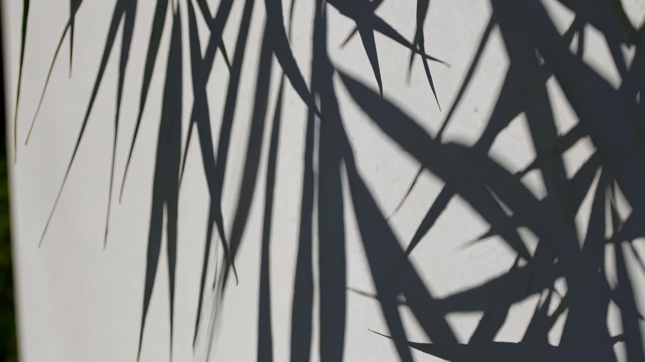 Abstract video with sharp shadows of palm leaves on a white wall, captured from a side angle