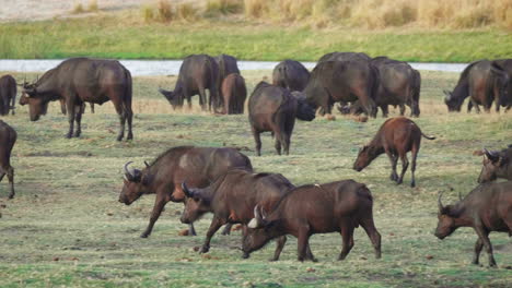 hermosos búfalos africanos pastando en las llanuras abiertas de namibia junto al río chobe - pan de cerca