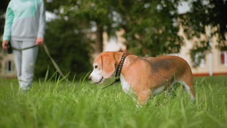 bull dog wearing leash chewing grass in bright green field while owner in casual sportswear stands holding leash nearby surrounded by trees and blurred buildings creating natural outdoor environment