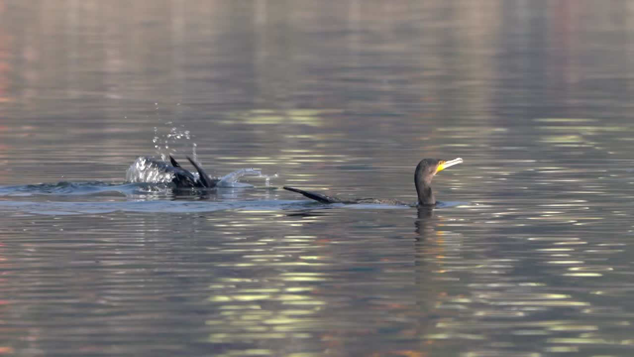 два больших баклана ныряют в озеро, чтобы порыбачить