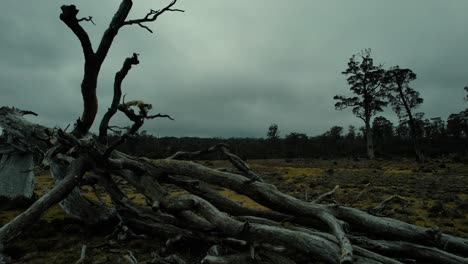 drone circles dead tree in misty landscape in tasmania, australia