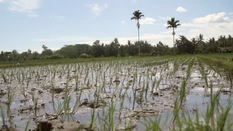 low-level shot of a rice paddy