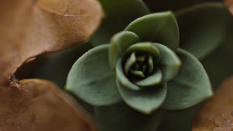 macro primer plano de una pequeña planta verde que alcanza su punto máximo a través de un montón de hojas de naranja caídas en un día lluvioso