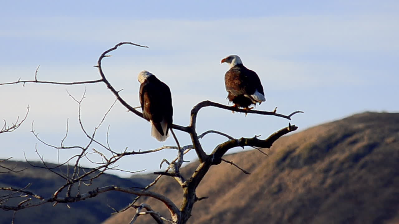 una pareja de águilas calvas se sienta en lo alto de un árbol con vistas al desierto de la isla de kodiak, alaska